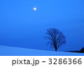 月夜の哲学の木