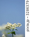 蕎麦の花