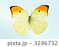 3286732