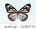 3286734