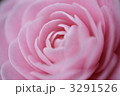 乙女椿