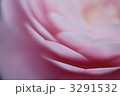 乙女椿
