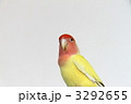 コザクラインコ