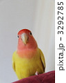 コザクラインコ