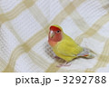 コザクラインコ