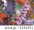赤シソの花と葉