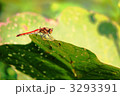 赤とんぼ