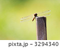 ミヤマアカネ