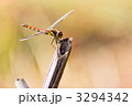 ミヤマアカネ