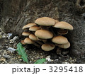 食用キノコの群生
