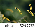 キンエノコロ