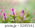3295541