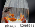 金魚