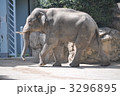アジアゾウ