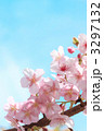 青空と満開の桜