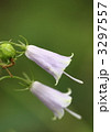 薄紫の野の花ツリガネニンジン