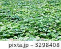 いもの葉