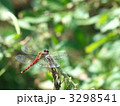 ナツアカネ