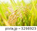 稲穂