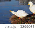 アヒル