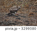 ノスリの捕食