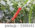 唐辛子　韓国・慶州にて