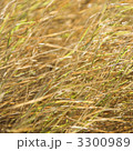 3300989
