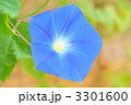 青い朝顔。