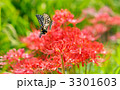 秋の彼岸花とアゲハチョウ。