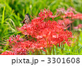 秋の彼岸花とアゲハチョウ。
