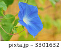 青い朝顔。