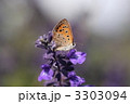 【ベニシジミとラベンダー】