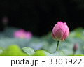 大賀蓮