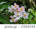 シュウメイ菊