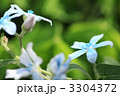 ブルースターのアップ