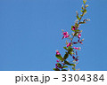 青空と萩の花