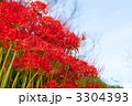 咲きほこる彼岸花