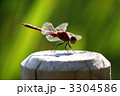 赤とんぼのナツアカネ