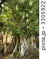 Banyan tree in Maui.