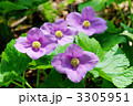 しらねあおい（白根葵）