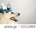 犬 サモエド 犬歯