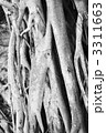 Banyan tree roots.
