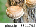 椎茸狩りのしいたけ。