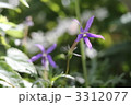 イソトマ