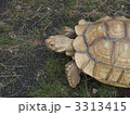 ゾウガメ・アップ（とっとり花回廊）にて