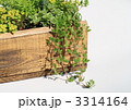 セダムの寄せ植え