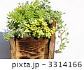 セダムの寄せ植え