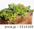 セダムの寄せ植え