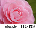 春に咲く花　乙女椿