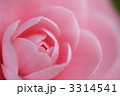 春に咲く花　乙女椿